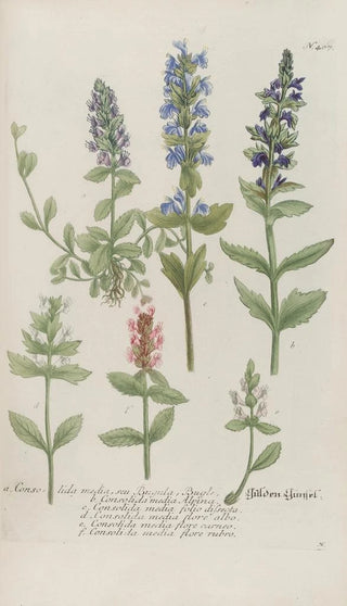 Johann Wilhelm Weinmann - Phytanthoza iconographia Pl130.webp