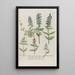 Phytanthoza iconographia Pl130 - Johann Wilhelm Weinmann — framed artwork on a wall