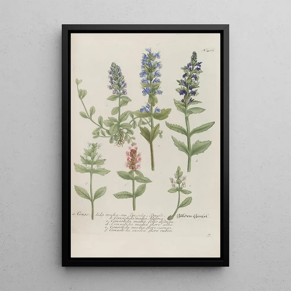 Phytanthoza iconographia Pl130 - Johann Wilhelm Weinmann — framed artwork on a wall