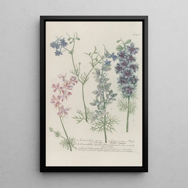Phytanthoza iconographia Pl131 - Johann Wilhelm Weinmann — framed artwork on a wall
