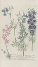 Phytanthoza iconographia Pl131 - Johann Wilhelm Weinmann — artwork view