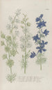 Phytanthoza iconographia Pl132 - Johann Wilhelm Weinmann — artwork view