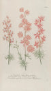 Phytanthoza iconographia Pl133 - Johann Wilhelm Weinmann — artwork view