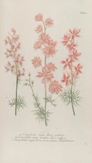 Johann Wilhelm Weinmann - Phytanthoza iconographia Pl133.webp