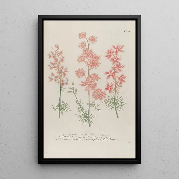 Phytanthoza iconographia Pl133 - Johann Wilhelm Weinmann — framed artwork on a wall