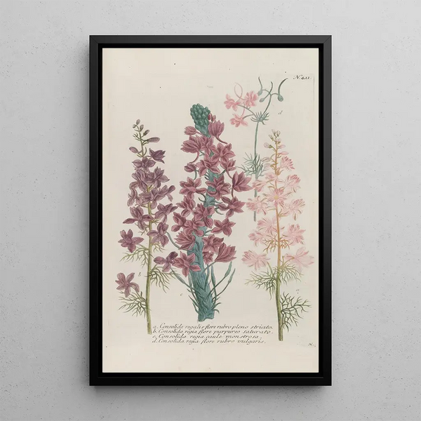 Phytanthoza iconographia Pl134 - Johann Wilhelm Weinmann — framed artwork on a wall