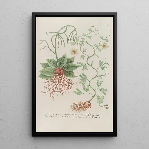Phytanthoza iconographia Pl135 - Johann Wilhelm Weinmann — framed artwork on a wall