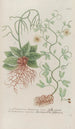 Phytanthoza iconographia Pl135 - Johann Wilhelm Weinmann — artwork view