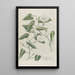 Phytanthoza iconographia Pl136 - Johann Wilhelm Weinmann — framed artwork on a wall