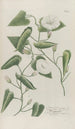 Phytanthoza iconographia Pl136 - Johann Wilhelm Weinmann — artwork view