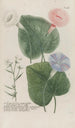 Phytanthoza iconographia Pl137 - Johann Wilhelm Weinmann — artwork view