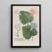 Phytanthoza iconographia Pl137 - Johann Wilhelm Weinmann — framed artwork on a wall