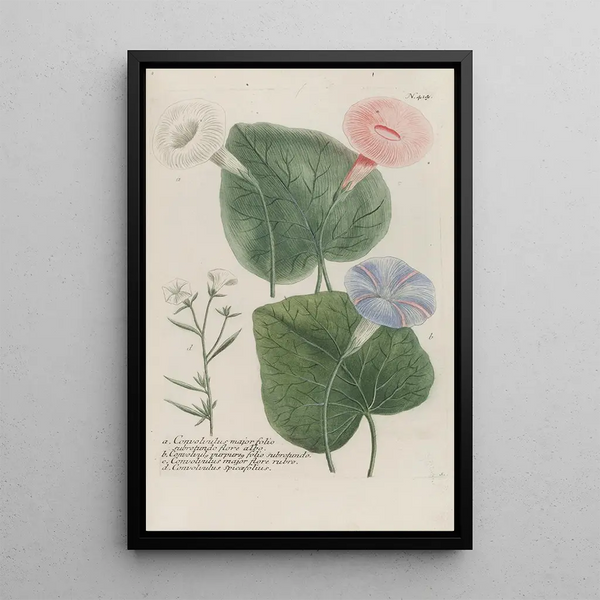 Phytanthoza iconographia Pl137 - Johann Wilhelm Weinmann — framed artwork on a wall