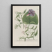 Phytanthoza iconographia Pl138 - Johann Wilhelm Weinmann — framed artwork on a wall