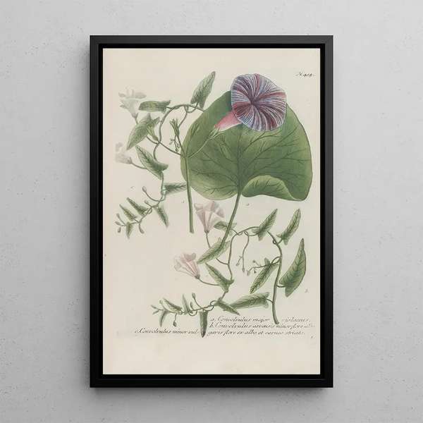 Phytanthoza iconographia Pl138 - Johann Wilhelm Weinmann — framed artwork on a wall