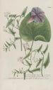 Phytanthoza iconographia Pl138 - Johann Wilhelm Weinmann — artwork view