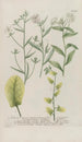 Phytanthoza iconographia Pl139 - Johann Wilhelm Weinmann — artwork view