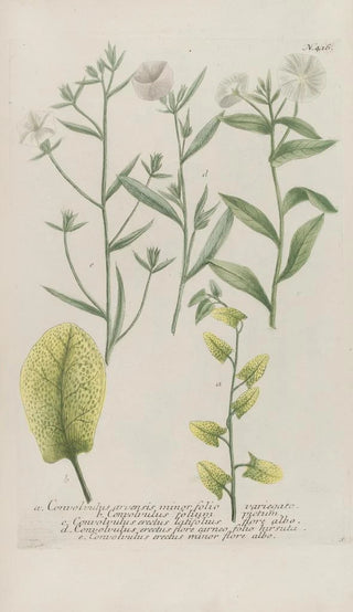 Johann Wilhelm Weinmann - Phytanthoza iconographia Pl139.webp