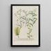 Phytanthoza iconographia Pl139 - Johann Wilhelm Weinmann — framed artwork on a wall