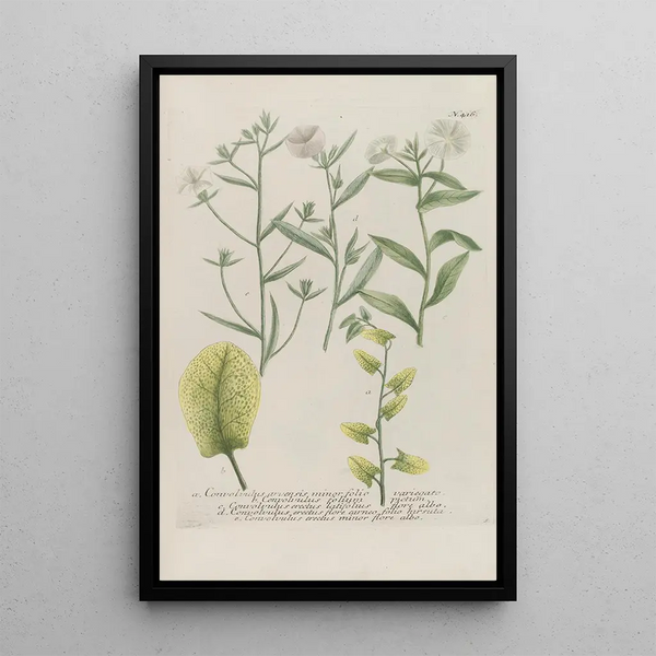 Phytanthoza iconographia Pl139 - Johann Wilhelm Weinmann — framed artwork on a wall