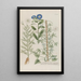 Phytanthoza iconographia Pl140 - Johann Wilhelm Weinmann — framed artwork on a wall