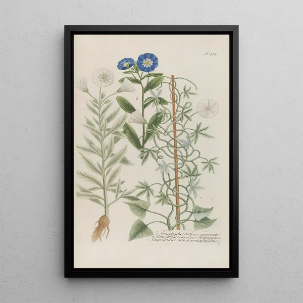 Phytanthoza iconographia Pl140 - Johann Wilhelm Weinmann — framed artwork on a wall