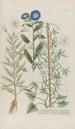 Phytanthoza iconographia Pl140 - Johann Wilhelm Weinmann — artwork view