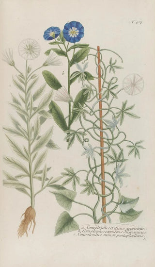 Johann Wilhelm Weinmann - Phytanthoza iconographia Pl140.webp