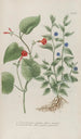 Phytanthoza iconographia Pl141 - Johann Wilhelm Weinmann — artwork view