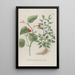Phytanthoza iconographia Pl141 - Johann Wilhelm Weinmann — framed artwork on a wall