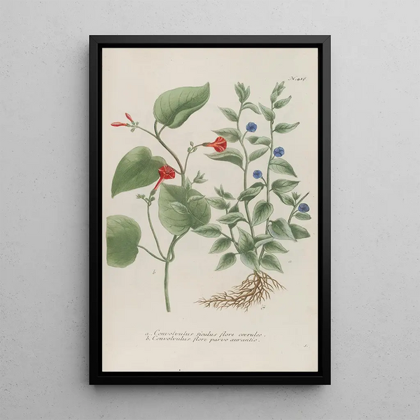 Phytanthoza iconographia Pl141 - Johann Wilhelm Weinmann — framed artwork on a wall