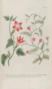 Phytanthoza iconographia Pl142 - Johann Wilhelm Weinmann — artwork view