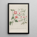 Phytanthoza iconographia Pl142 - Johann Wilhelm Weinmann — framed artwork on a wall