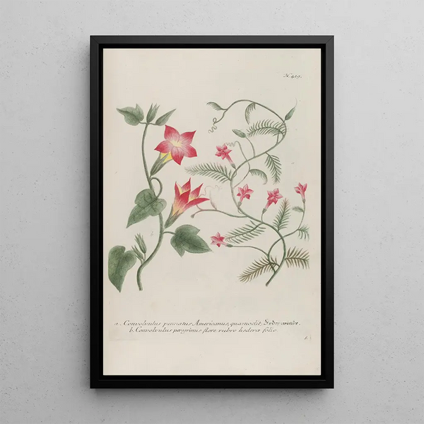 Phytanthoza iconographia Pl142 - Johann Wilhelm Weinmann — framed artwork on a wall