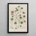 Phytanthoza iconographia Pl143 - Johann Wilhelm Weinmann — framed artwork on a wall