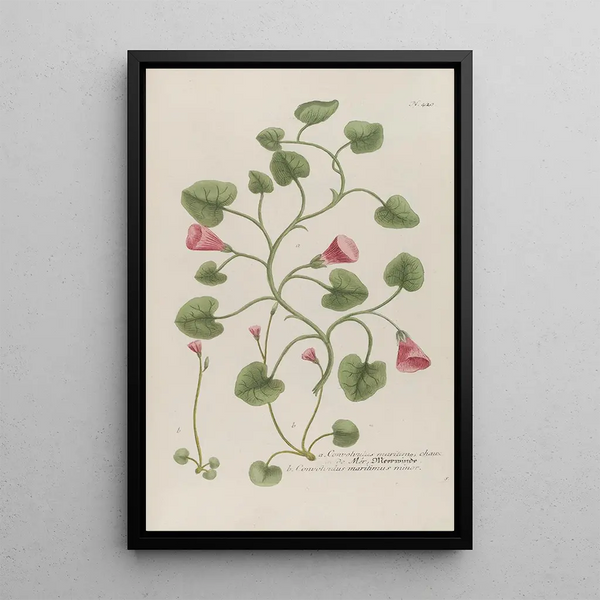 Phytanthoza iconographia Pl143 - Johann Wilhelm Weinmann — framed artwork on a wall