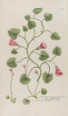 Phytanthoza iconographia Pl143 - Johann Wilhelm Weinmann — artwork view