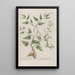 Phytanthoza iconographia Pl144 - Johann Wilhelm Weinmann — framed artwork on a wall