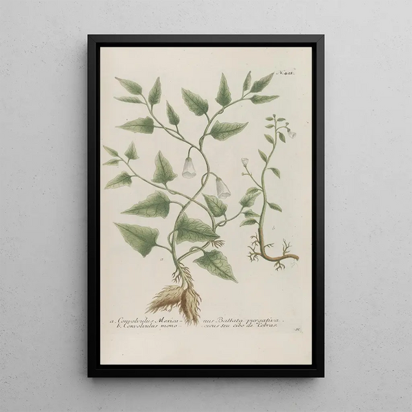 Phytanthoza iconographia Pl144 - Johann Wilhelm Weinmann — framed artwork on a wall