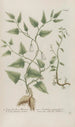 Phytanthoza iconographia Pl144 - Johann Wilhelm Weinmann — artwork view