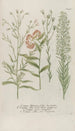 Phytanthoza iconographia Pl145 - Johann Wilhelm Weinmann — artwork view