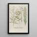 Phytanthoza iconographia Pl145 - Johann Wilhelm Weinmann — framed artwork on a wall