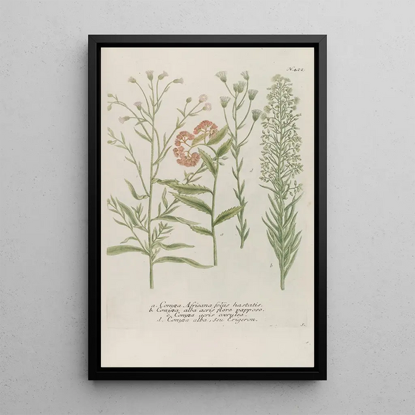 Phytanthoza iconographia Pl145 - Johann Wilhelm Weinmann — framed artwork on a wall