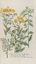 Phytanthoza iconographia Pl146 - Johann Wilhelm Weinmann — artwork view