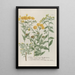 Phytanthoza iconographia Pl146 - Johann Wilhelm Weinmann — framed artwork on a wall