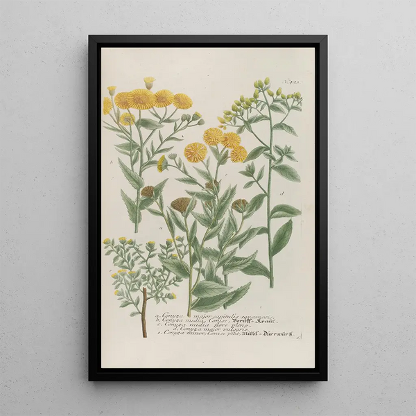 Phytanthoza iconographia Pl146 - Johann Wilhelm Weinmann — framed artwork on a wall