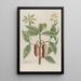 Phytanthoza iconographia Pl147 - Johann Wilhelm Weinmann — framed artwork on a wall
