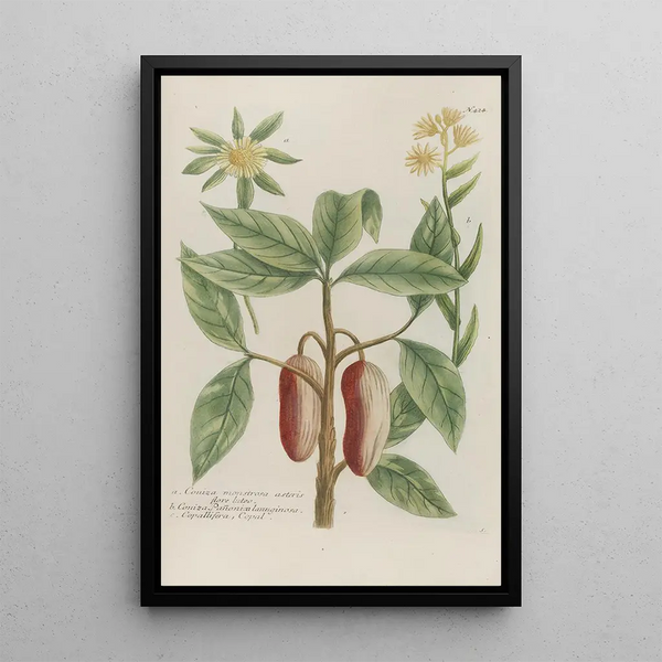 Phytanthoza iconographia Pl147 - Johann Wilhelm Weinmann — framed artwork on a wall