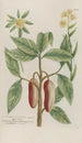 Phytanthoza iconographia Pl147 - Johann Wilhelm Weinmann — artwork view