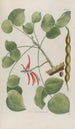 Phytanthoza iconographia Pl148 - Johann Wilhelm Weinmann — artwork view